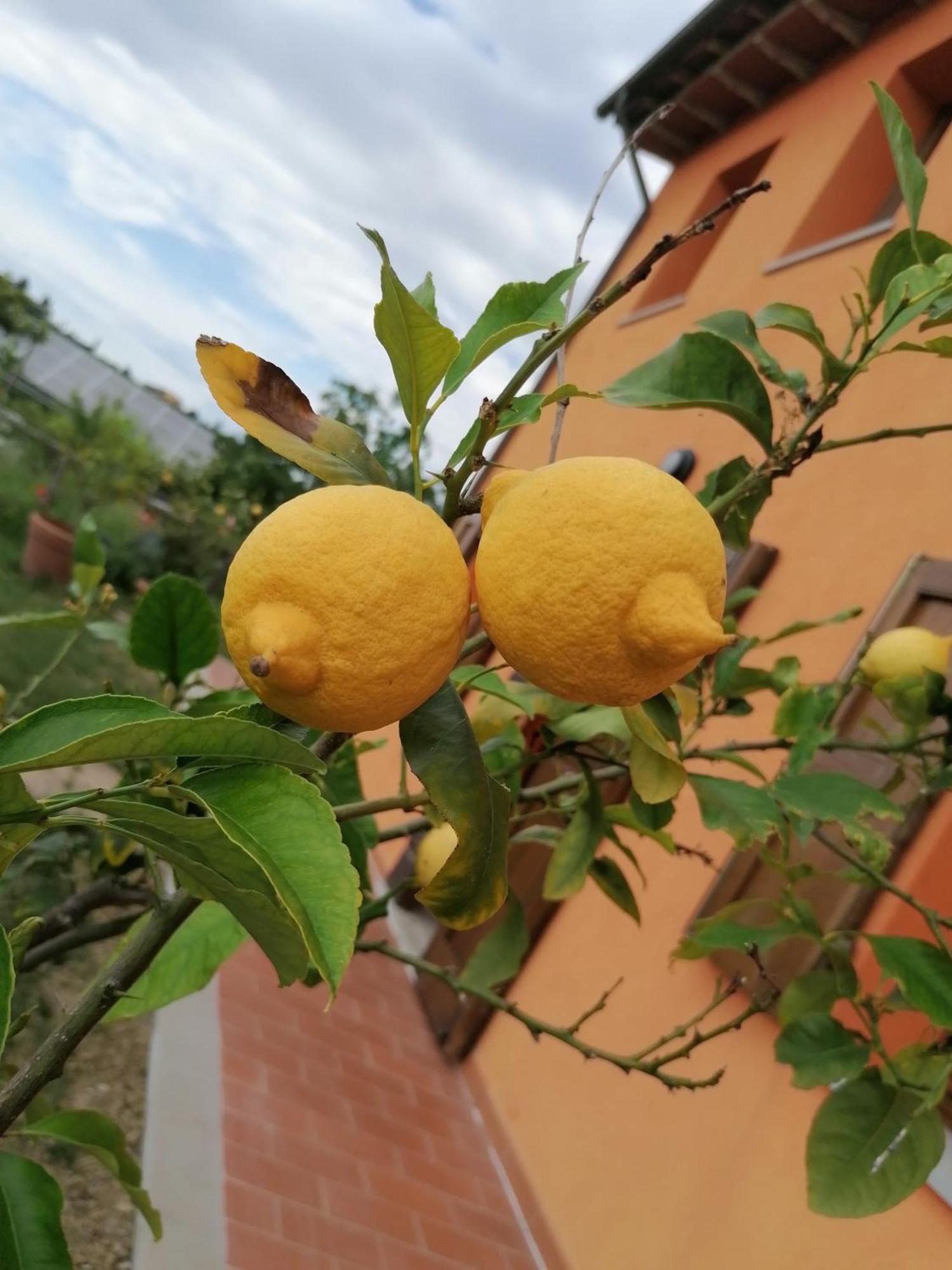 Agriturismo Borgo Stella Vila Montespertoli Exterior foto